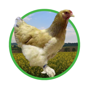 Brahma gelb blaucolumbia