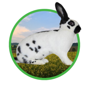 Deutsche Riesenschecken