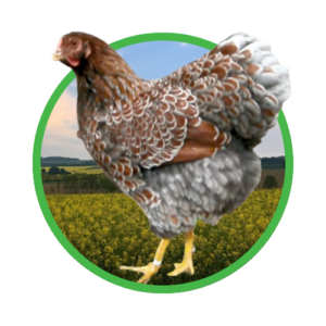 Deutsche Wyandotten Gold blau gesäumt