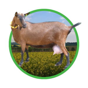 Deutsche bunte Edelziege (erzgebirgsfarbene)