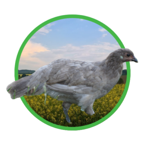 Graublaue Vogtl. Hühner