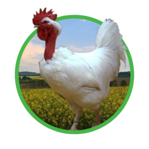 Nackthalshühner weiß