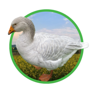 Steinbacher Kampfgänse