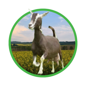 Thüringer Waldziege